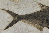Huge, Fossil Fish (Diplomystus) - Green River Formation #144222-2